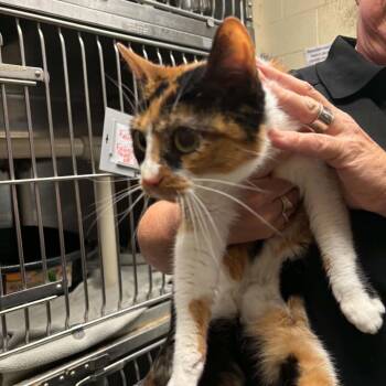 Tinkerbell -  Domestic Short Hair Cat for Adoption in New York, New York - Tinkerbell | PetCurious
