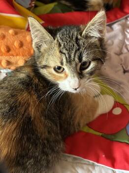 Rescue Domestic Short Hair and Calico Cats for Adoption in Plymouth, Michigan - Twix | PetCurious