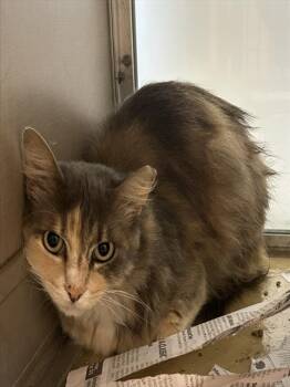 Domestic Long Hair Cats Available for Adoption in Pasadena, Texas - A184721 | PetCurious