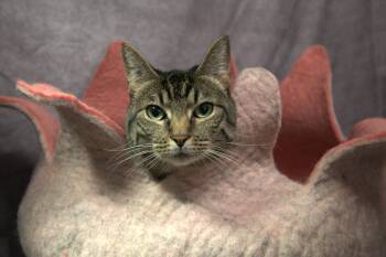 Rescue Tabby Cats for Adoption in Spring, Texas - Dayes - Kuykendahl/99 Petsmart | PetCurious