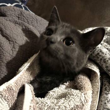 Aura -  Russian Blue and Domestic Short Hair Cat for Adoption in Miami, Florida - Aura | PetCurious