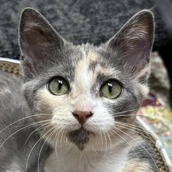 Harper -  Domestic Short Hair Cat for Adoption in Crystal Lake, Illinois - Harper | PetCurious