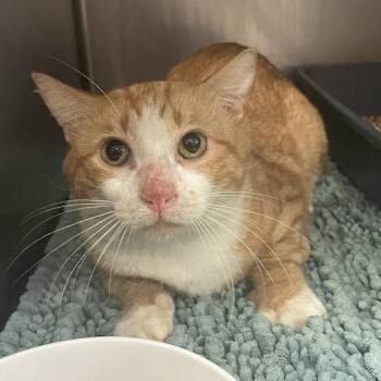 Teddy -  Domestic Short Hair Cat for Adoption in Port Charlotte, Florida - Teddy | PetCurious