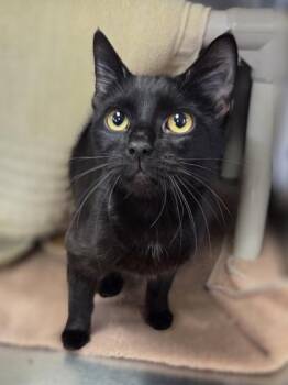 Domestic Short Hair Cats Available for Adoption in Westland, Michigan - Coraline | PetCurious
