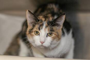 KITTY PURRY -  Domestic Short Hair Cat for Adoption in Charlotte, North Carolina - KITTY PURRY | PetCurious