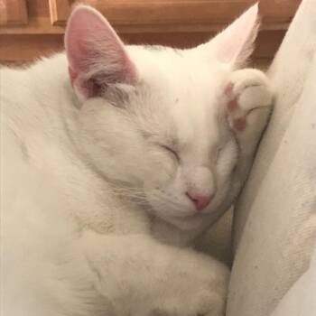 Snowflake -  American Shorthair Cat for Adoption in Temecula, California - Snowflake | PetCurious