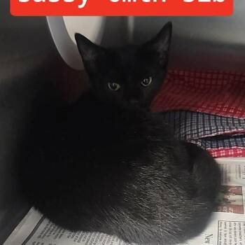 Domestic Short Hair Cats Available for Adoption in Charlottesville, Virginia - Easy Bake Oven | PetCurious