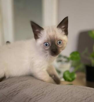Siamese Cats Available for Adoption - Seattle, Savannah And Syracuse | PetCurious