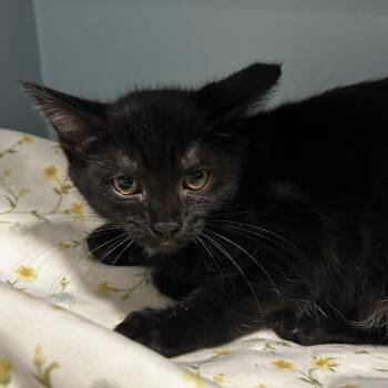 Jett -  Domestic Short Hair Cat for Adoption in Chattanooga, Tennessee - Jett | PetCurious