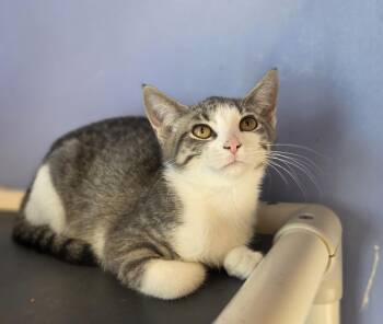 Ducky -  Domestic Short Hair Cat for Adoption in Brookings, South Dakota - Ducky | PetCurious