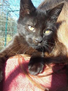 Rescue Domestic Short Hair Cats for Adoption in Millerton, Pennsylvania - Ozzy Pawsbourne | PetCurious