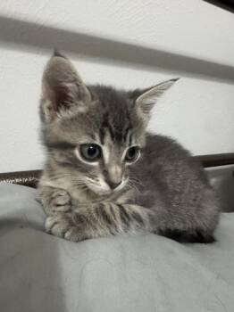 Domestic Short Hair Cats Available for Adoption in Liverpool, Texas - Louboutin | PetCurious