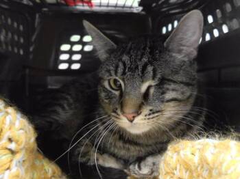 Domestic Short Hair Cats Available for Adoption in Omaha, Nebraska - FRANKENSTEIN *FRANKIE* | PetCurious