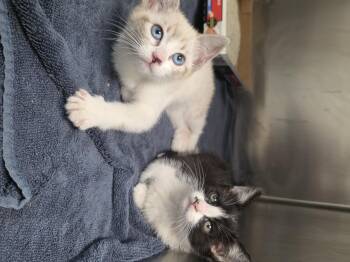 Dusty -  Domestic Short Hair Cat for Adoption in Mission Viejo, California - Dusty | PetCurious