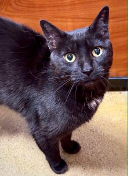 Knight -  Domestic Short Hair Cat for Adoption in Burnaby, British Columbia - Knight | PetCurious