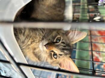Jolene -  Domestic Short Hair Cat for Adoption in Clayton, North Carolina - Jolene | PetCurious