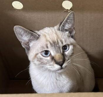 SI -  Siamese Cat for Adoption in Fremont, California - SI | PetCurious