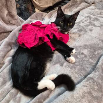 Tuxedo and Domestic Short Hair Cats Available for Adoption in Morgan Hill, California - Lucille | PetCurious