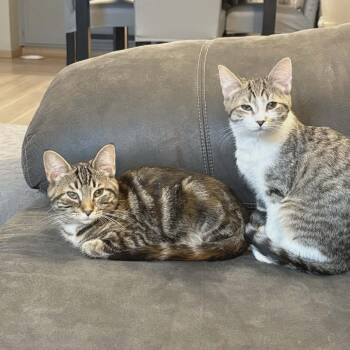 Dorothy -  Domestic Short Hair Cat for Adoption in Toledo, Ohio - Dorothy | PetCurious