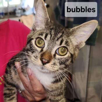 B-Bubbles -  Domestic Short Hair Cat for Adoption in Arizona City, Arizona - B-Bubbles | PetCurious