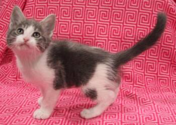 Domestic Short Hair Cats Available for Adoption in Vacaville, California - Dionne | PetCurious