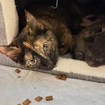 Rescue Domestic Short Hair Cats for Adoption in Troy, Illinois - Saylor | PetCurious
