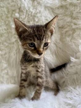 Dusty -  Domestic Short Hair Cat for Adoption in Picayune, Mississippi - Dusty | PetCurious