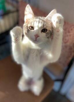 Domestic Short Hair Cats Available for Adoption in Duxbury, Massachusetts - Kennedy | PetCurious