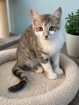 Lace MD -  Domestic Short Hair Cat for Adoption - Lace MD | PetCurious