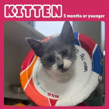Mrs PacMan -  Domestic Short Hair Cat for Adoption in Gainesville, Florida - Mrs PacMan | PetCurious