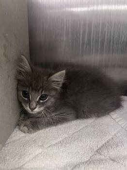 BEETLE -  Domestic Medium Hair Cat for Adoption in Tallahassee, Florida - BEETLE | PetCurious