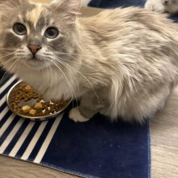 Domestic Long Hair Cats Available for Adoption in Renton, Washington - Blue (Bonded To Olaf) | PetCurious