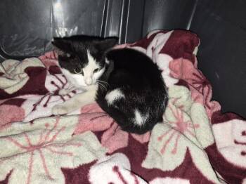 Liberty -  Domestic Short Hair Cat for Adoption in Keansburg, New Jersey - Liberty | PetCurious