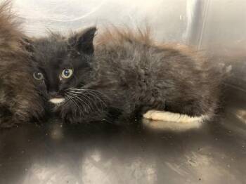 Domestic Medium Hair and Domestic Short Hair Cats Available for Adoption in Grand Prairie, Texas - BLOSSOM | PetCurious