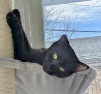 Domestic Short Hair Cats Available for Adoption in Vaughan, Ontario - Herbie | PetCurious