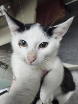 Tiedye -  Domestic Short Hair Cat for Adoption in Columbus, Indiana - Tiedye | PetCurious
