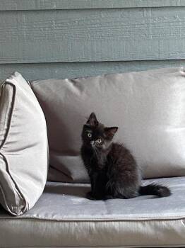 Rescue Domestic Long Hair Cats for Adoption in Eugene, Oregon - Mint | PetCurious