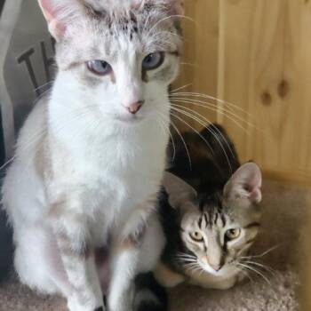 Domestic Short Hair Cats Available for Adoption - Lemon Drop | PetCurious