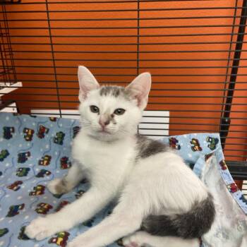 Domestic Short Hair Cats Available for Adoption - Somersault | PetCurious