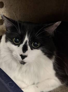 Domestic Medium Hair and Norwegian Forest Cat Cats Available for Adoption in Daytona Beach, Florida - Pirate | PetCurious