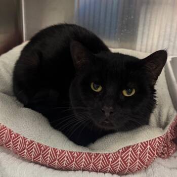 Domestic Short Hair Cats Available for Adoption - Shane | PetCurious