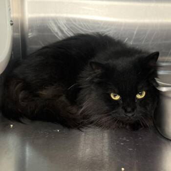 Paris -  Domestic Long Hair Cat for Adoption in Palm Springs, California - Paris | PetCurious