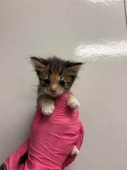 CINDY - IN FOSTER -  Domestic Short Hair Cat for Adoption in Ontario, California - CINDY - IN FOSTER | PetCurious