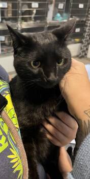 Coraline -  Domestic Short Hair Cat for Adoption in Daytona Beach, Florida - Coraline | PetCurious