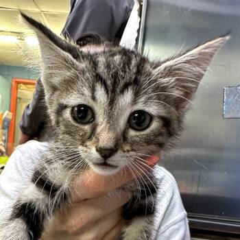 Rescue Domestic Short Hair Cats for Adoption in Austin, Texas - Chase Icon | PetCurious