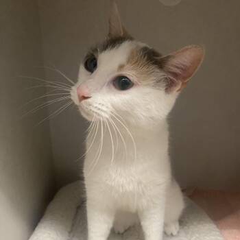 Domestic Short Hair Cats Available for Adoption - Maeve | PetCurious