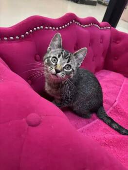 Domestic Short Hair Cats Available for Adoption in Wyoming, Michigan - Lyonette | PetCurious