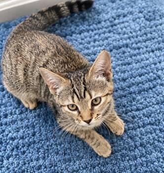 Foxi -  Domestic Short Hair Cat for Adoption in Scranton, Pennsylvania - Foxi | PetCurious