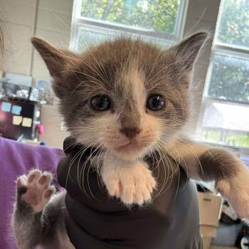 Rescue Domestic Short Hair Cats for Adoption in Huntington, West Virginia - Elise- OKC | PetCurious