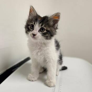 Domestic Medium Hair Cats Available for Adoption - Magic | PetCurious